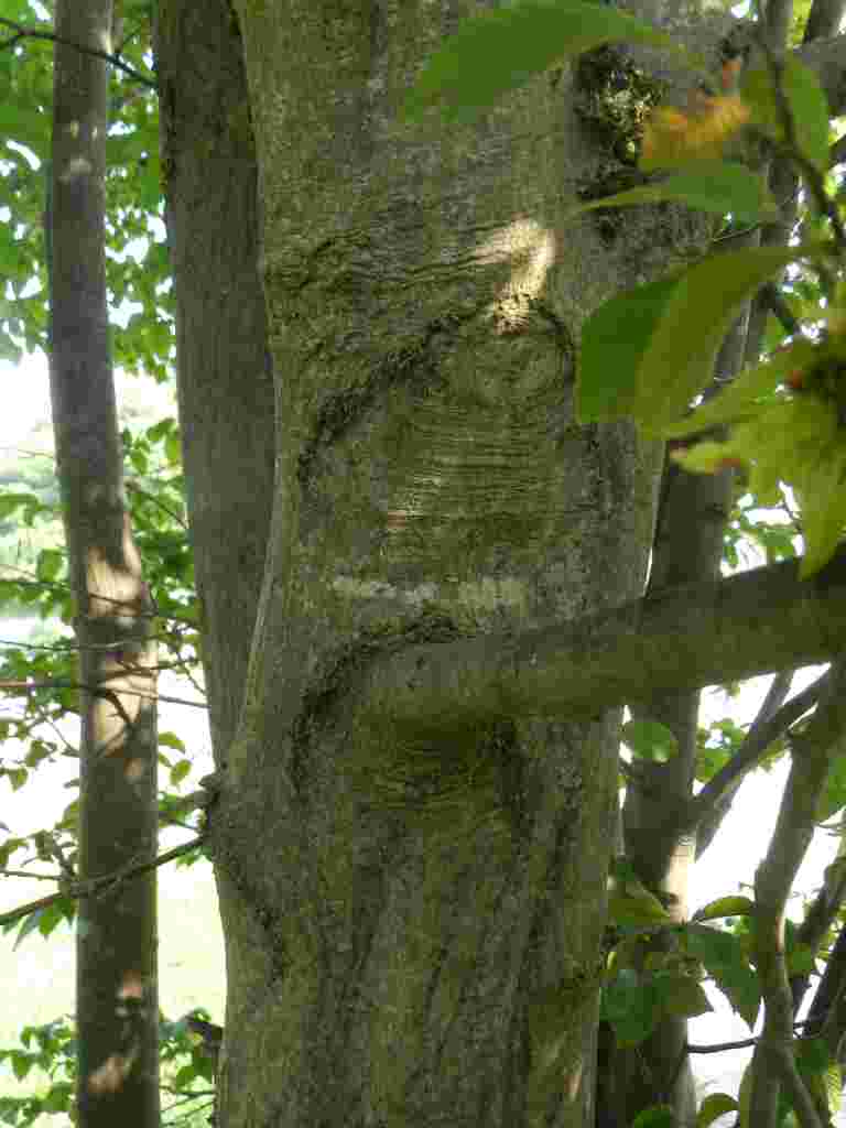 Carpino bianco / Carpinus betulus (Betulaceae)